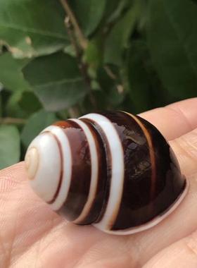 天然贝壳海螺黑色面包蜗牛螺标本螺鱼缸水族造景装饰寄居蟹替换壳