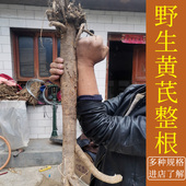野生黄芪500克精选整根甘肃岷县北芪原条整颗发货