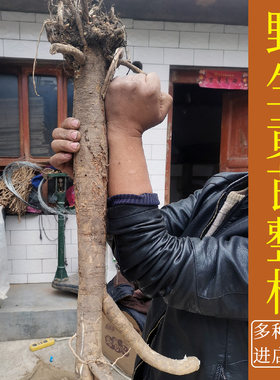 野生黄芪500克精选整根甘肃岷县北芪原条整颗发货