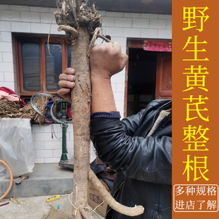 野生黄芪500克精选整根甘肃岷县北芪原条整颗发货