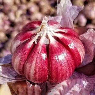 2026现挖新鲜大蒜独头蒜紫皮湿蒜嫩蒜正宗云南紫皮蒜农家鲜三丫蒜