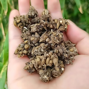 2025年新货纯野生猫爪草正品河南水洗晒干小毛茛猫抓草野生 药材