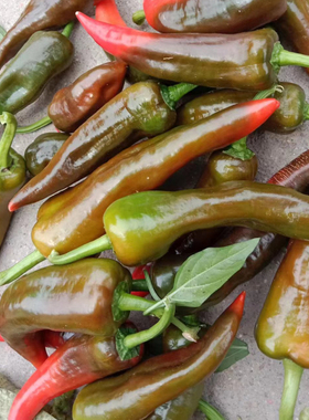 香辣木红色辣妹子青红色辣椒紫红笨尖椒山东直发农村自种现摘现发