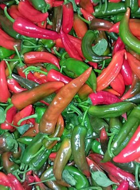 木红色辣妹子特辣青红辣椒现摘现发笨尖椒新鲜剁椒泡椒原料直发