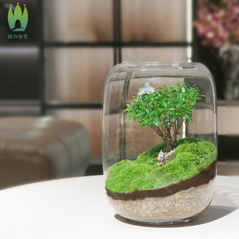 生命之树小叶赤楠植物造景苔藓微景观生态瓶桌面青苔摆件成品发货