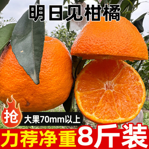 明日见柑橘原产地新鲜时令水果