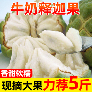 正宗牛奶凤梨释迦果顺丰番荔枝佛头果原产地应当季新鲜水果鲜果发