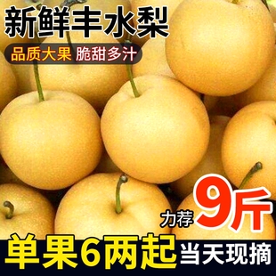 正宗丰水梨应当季原产地新鲜水果多汁美味果园现摘香甜可口甜速发