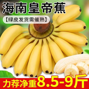 海南皇帝蕉绿皮发货需催熟新鲜小香蕉进口香蕉小米蕉先摘时令热发