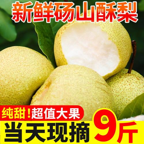 正宗砀山酥梨新鲜水果