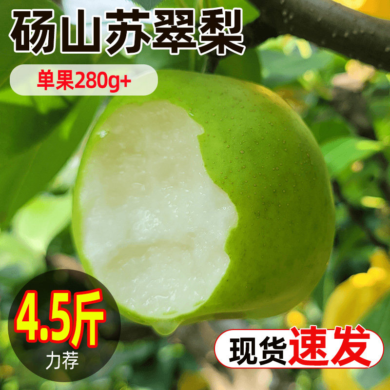 安徽砀山苏翠梨苏翠一号原产地发
