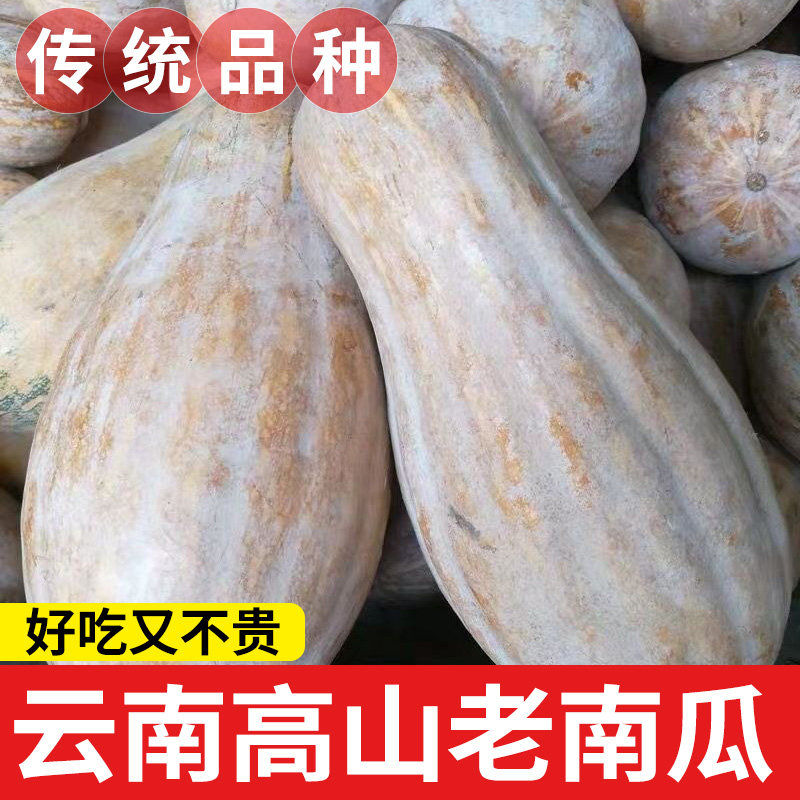 云南老南瓜传统老品种