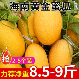 海南黄金蜜瓜哈密瓜新鲜水果当季脆甜应当季原产地现摘整箱打包发