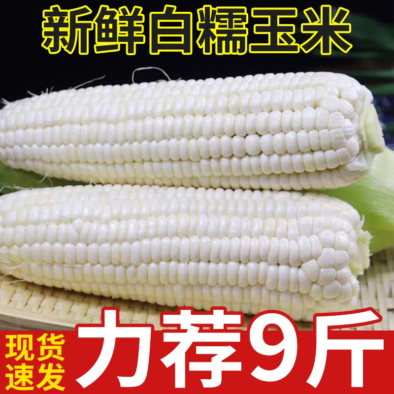 广西白糯玉米新鲜现摘当季蔬菜