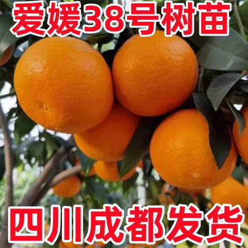 正宗爱媛38号果冻橙果树苗无核柑橘无籽薄皮地栽盆栽果树苗种植