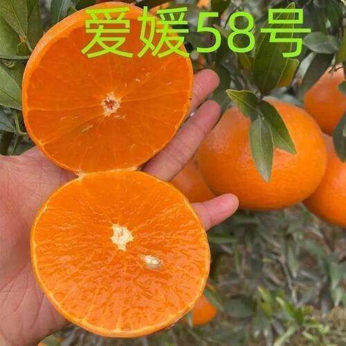 爱媛58早秋红美人柑橘树苗早熟橘子无籽正宗嫁接新品四川种果冻橙
