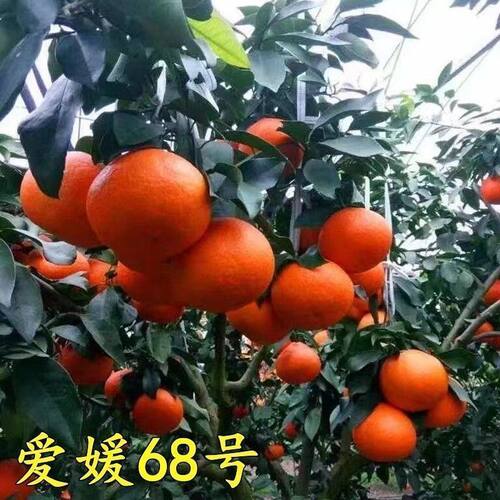爱媛68号黄美人柑橘无籽桔子苗早熟晚熟橘子苗当年结果南北方种植