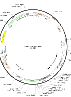 pLVX-EF1a-IRES-Puro