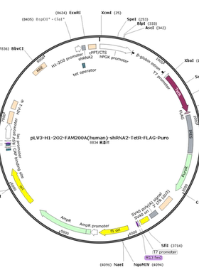 pLV3-H1-2O2-FAM200A(human)-shRNA2-TetR-FLAG-Puro