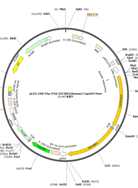 pLV3-CMV-Fluc-P2A-IGF2BP1(human)-CopGFP-Puro