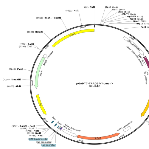 pGADT7-TARDBP(human)