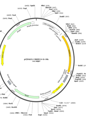 pCDNA3.1-MAPK14-6×His