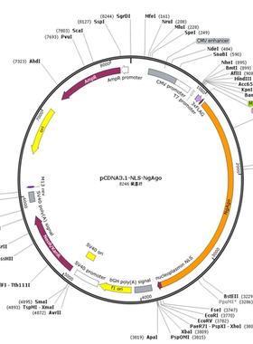 pCDNA3.1-NLS-NgAgo
