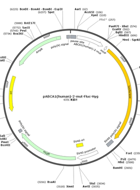 pABCA1(human)-2-mut-Fluc-Hyg