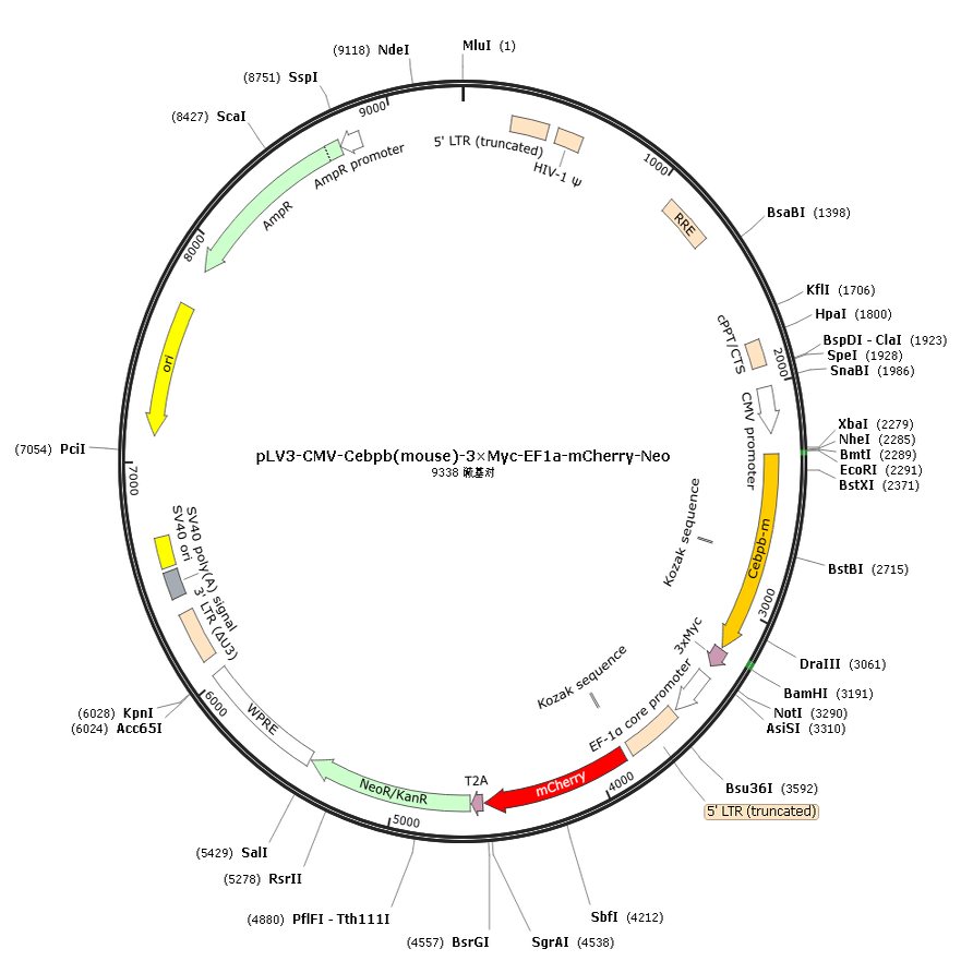 pLV3-CMV-Cebpb(mouse)-3×Myc-EF1a-mCherry-Neo
