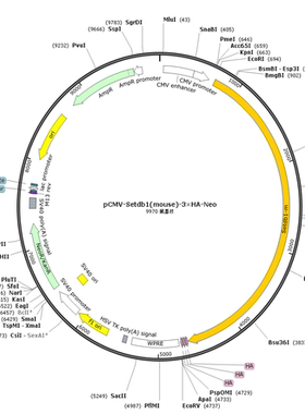 pCMV-Setdb1(mouse)-3×HA-Neo
