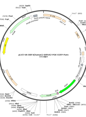 pLV2-U6-DBF4(human)-shRNA2-PGK-EGFP-Puro