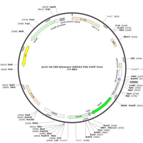 pLV2-U6-DBF4(human)-shRNA2-PGK-EGFP-Puro