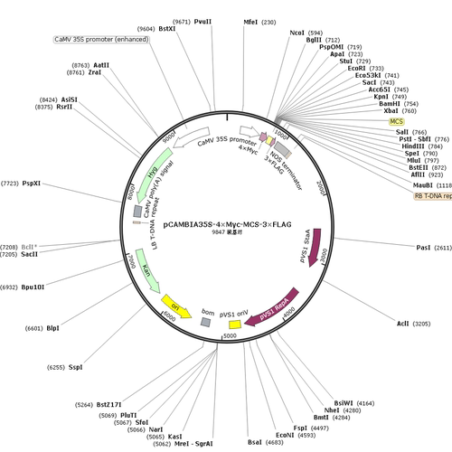 pCAMBIA35s-4×Myc-MCS-3×FLAG