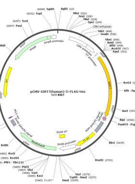 pCMV-SIRT7(human)-3×FLAG-Neo