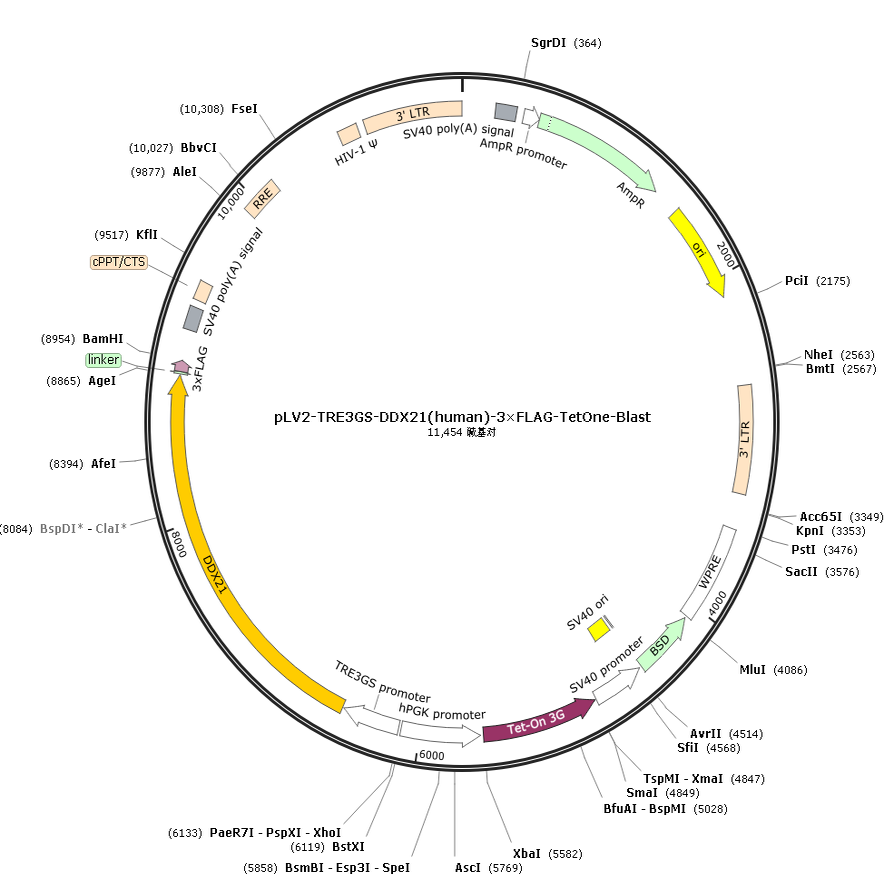pLV2-TRE3GS-DDX21(human)-3×FLAG-TetOne-Blast