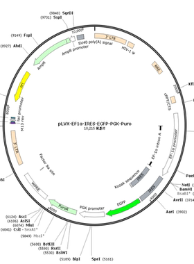 pLVX-EF1α-IRES-EGFP-PGK-Puro