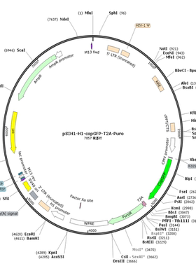 pSIH1-H1-copGFP-T2A-Puro