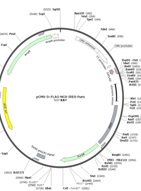 pCMV-3×FLAG-MCS-IRES-Puro