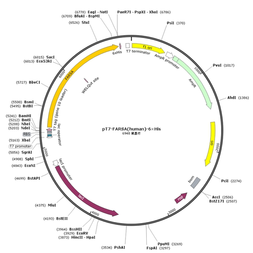 pT7-FARSA(human)-6×His