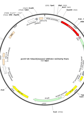 pLV3-U6-Vdac2(mouse)-shRNA1-mCherry-Puro
