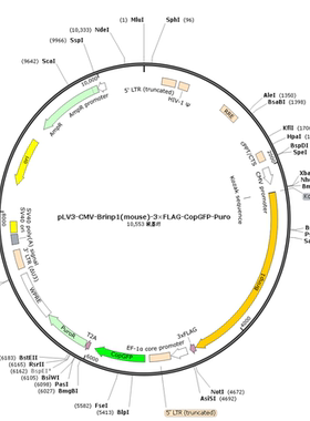 pLV3-CMV-Brinp1(mouse)-3×FLAG-CopGFP-Puro