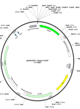 pBARGPE1-Hygro-EGFP