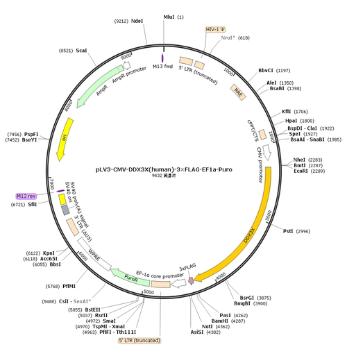 pLV3-CMV-DDX3X(human)-3×FLAG-EF1a-Puro