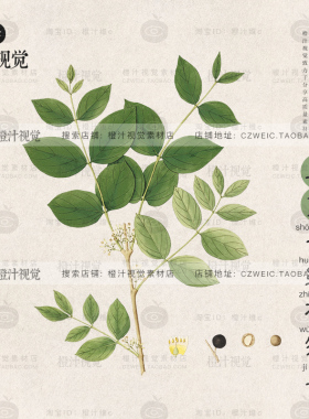 草药手绘草本植物绿色复古水彩插画化妆品包装设计素材免抠png图