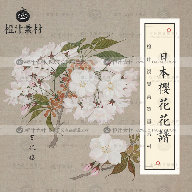 日本樱花花谱花卉花朵白花古画古典元素绘画临摹高清图片设计素材