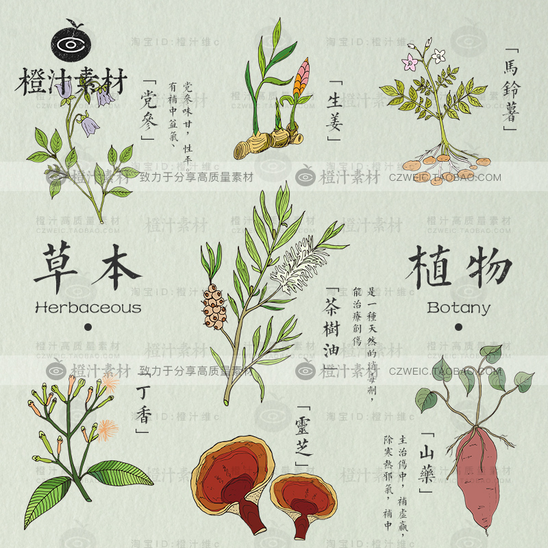 彩色手绘草本植物草药中药花草绘画矢量包装印刷PNG图片设计素材