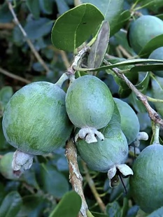 欣欣花园 菲油果常绿盆栽树苗 基地直发