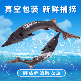 真空包装中华鱼鲟龙鱼食用鲟鱼无刺水产送礼品生鲜软骨鱼鳇鱼