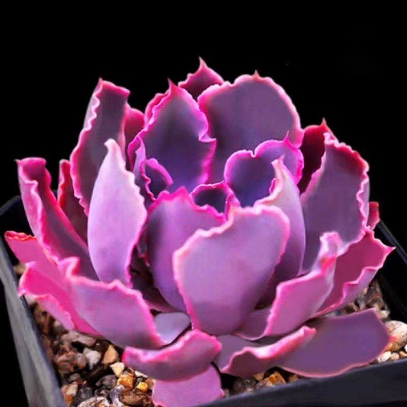 晚霞之舞多肉植物紫色裙子群生老桩新手办公室内阳台高档绿植花卉