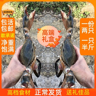 东山岛海鲜水产超大野生青蟹鲜活特大螃蟹公蟹 肉蟹菜鲟蟹一斤2只